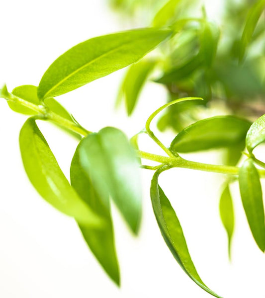 Lemon Myrtle Benefits Tea Bird Tea