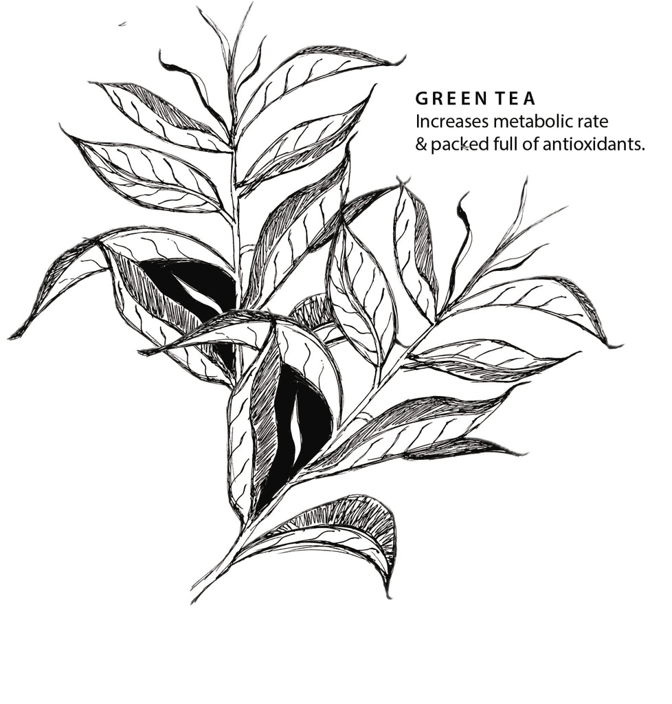 Green Tea Drowing Organic Green Tea Mini 3 Teabags | Tea Bird Tea